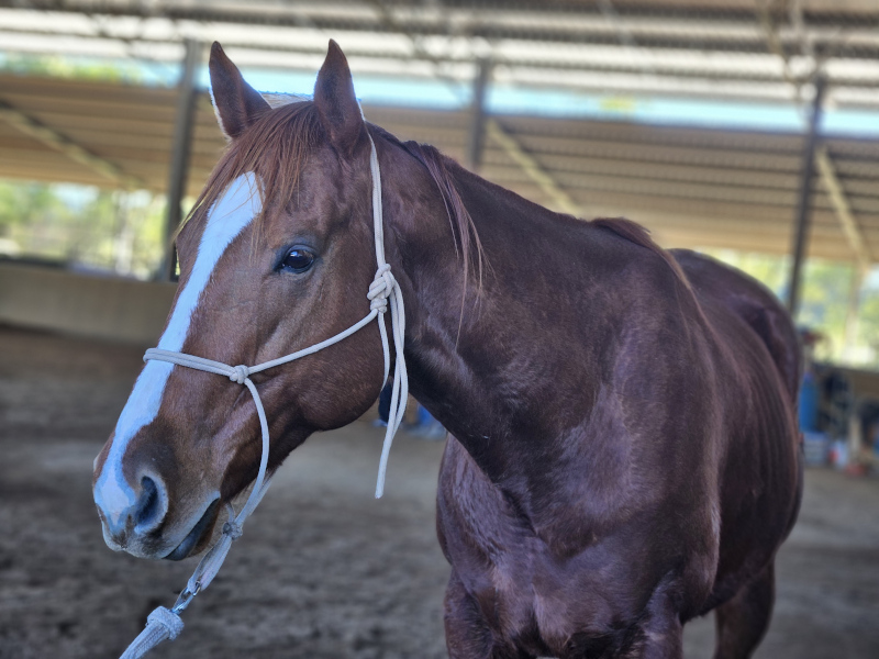 Captain 4 June 25 sm