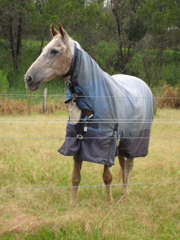 Horses Arrive Monak Rd March 2012